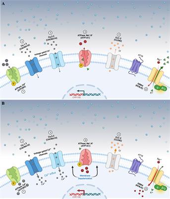 Pathogenesis of Primary Aldosteronism: Impact on Clinical Outcome